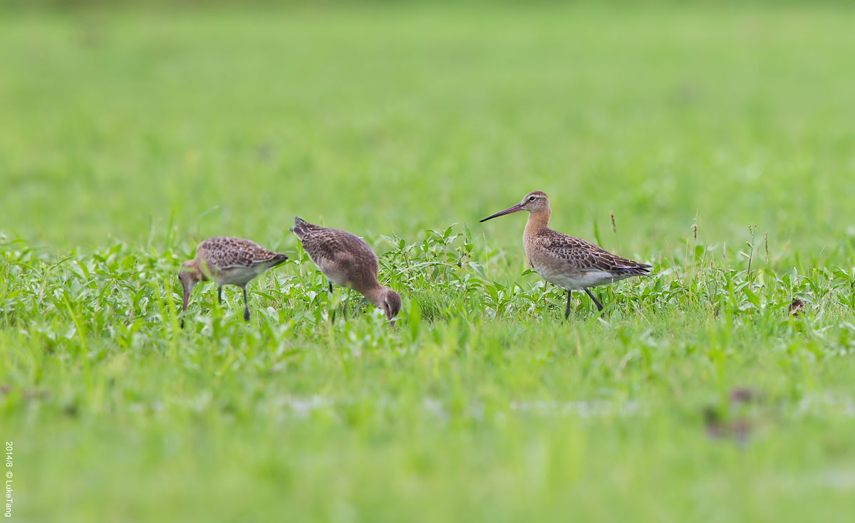 黑尾塍鹬 Black-tailed Godwit.jpg
