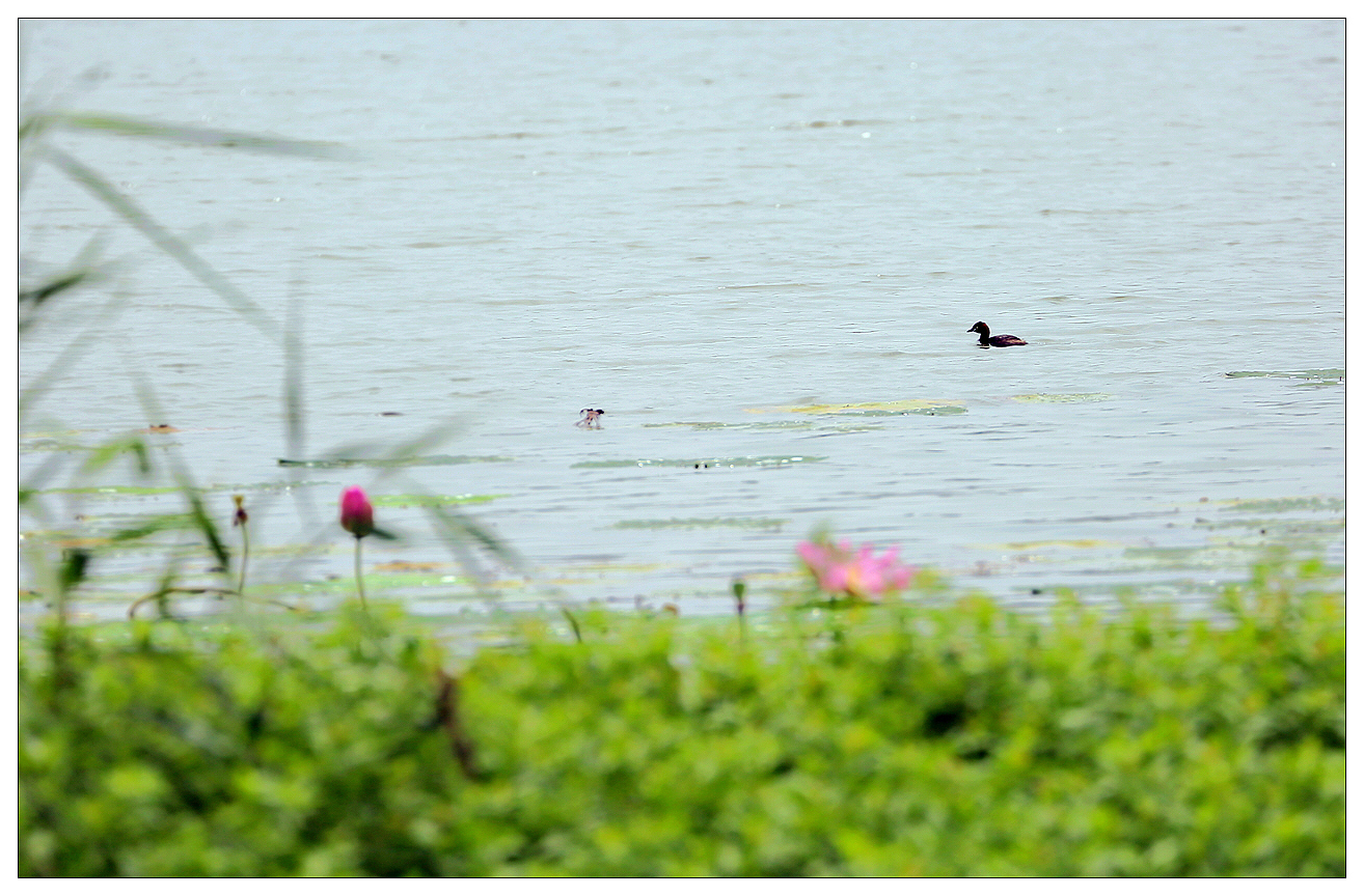 4F9A6600_ 976K....jpg