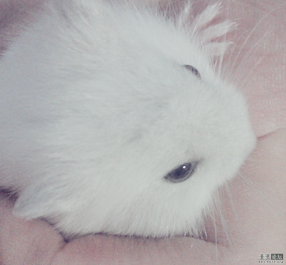 刚养的时候，小小的一只