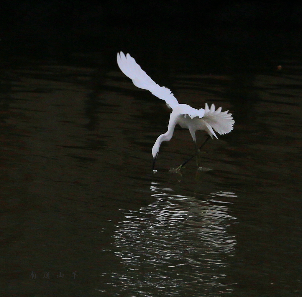 4F9A699 1024_副本.jpg