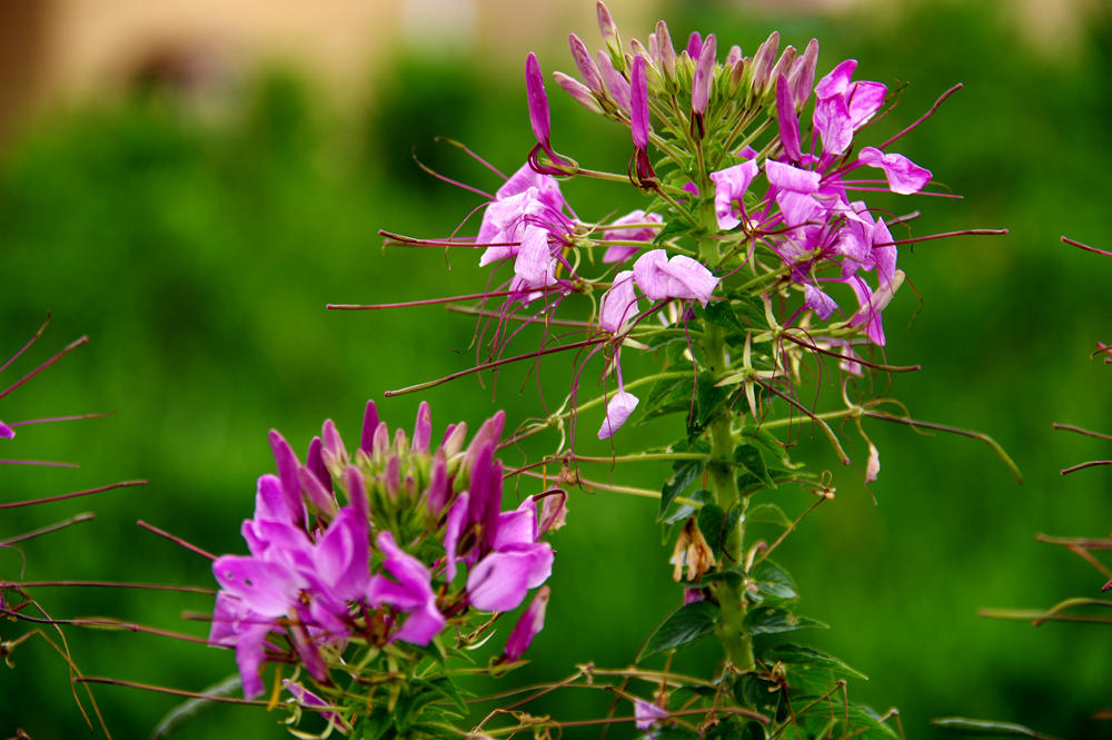 IMGP1572_副本 - 副本.jpg