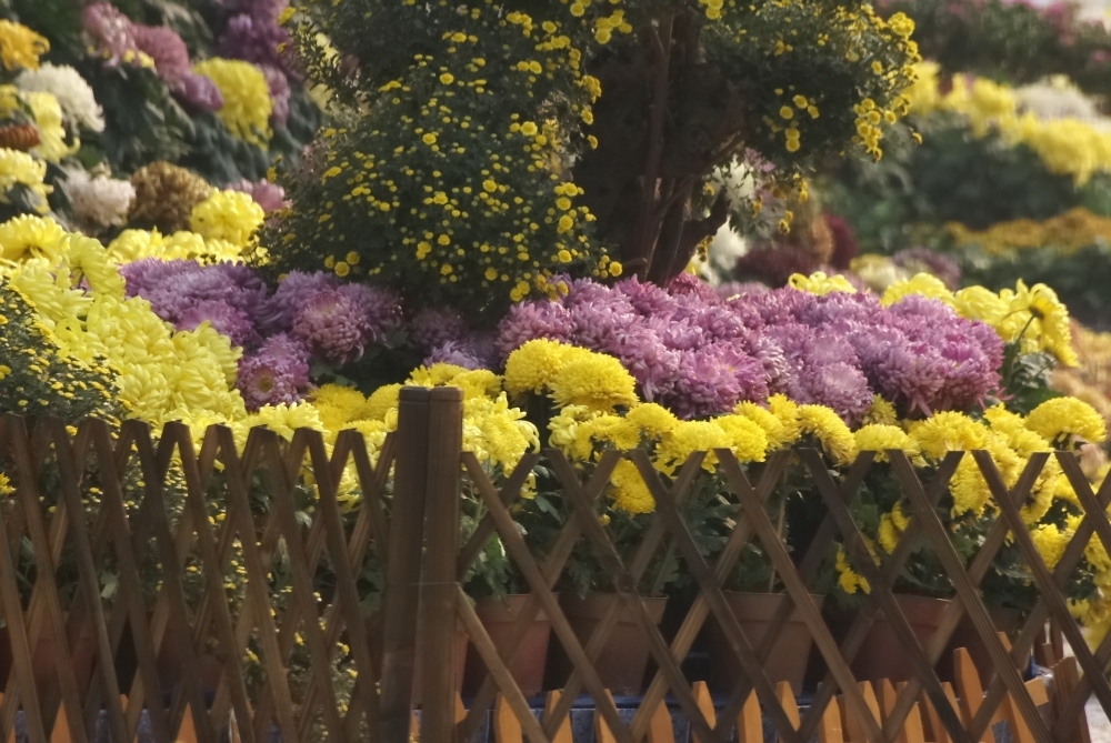 _DSC0183 - 副本 (2).JPG