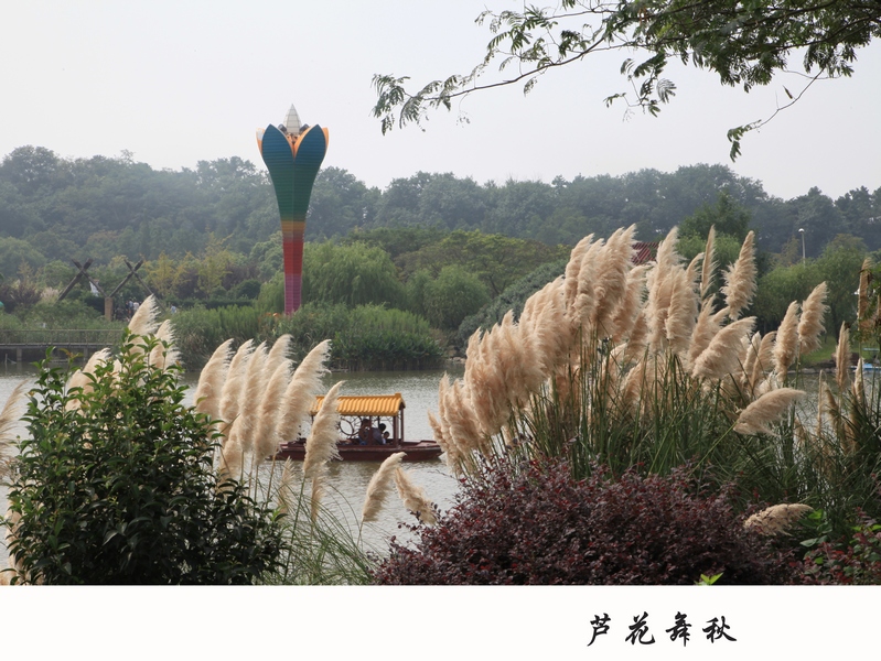 芦花舞秋-姓名申国培-ID申国培-电话13515207165 网址链接濠滨论坛-南通摄影俱乐部.jpg