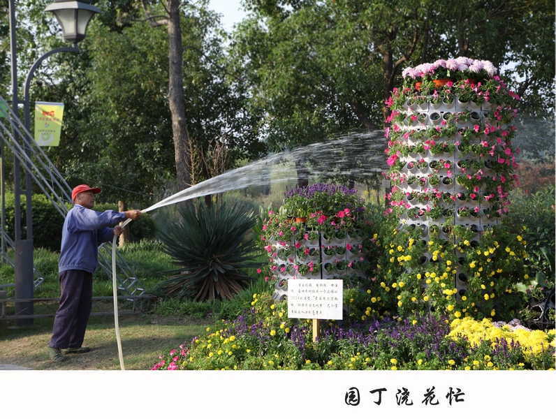 园丁浇花忙-姓名申国培-ID申国培-电话13515207165 网址链接濠滨论坛-南通摄影俱乐部.jpg