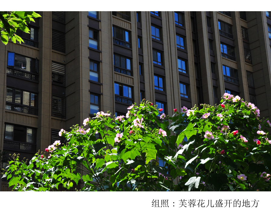 组照芙蓉花儿盛开的地方(9).jpg
