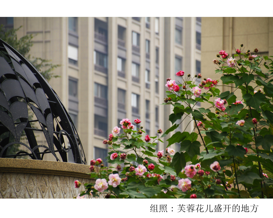 组照芙蓉花儿盛开的地方 (1).jpg