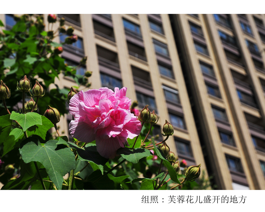 组照芙蓉花儿盛开的地方 (2).jpg