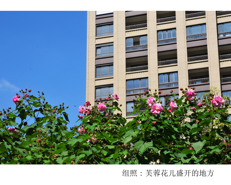 组照芙蓉花儿盛开的地方 (3).jpg