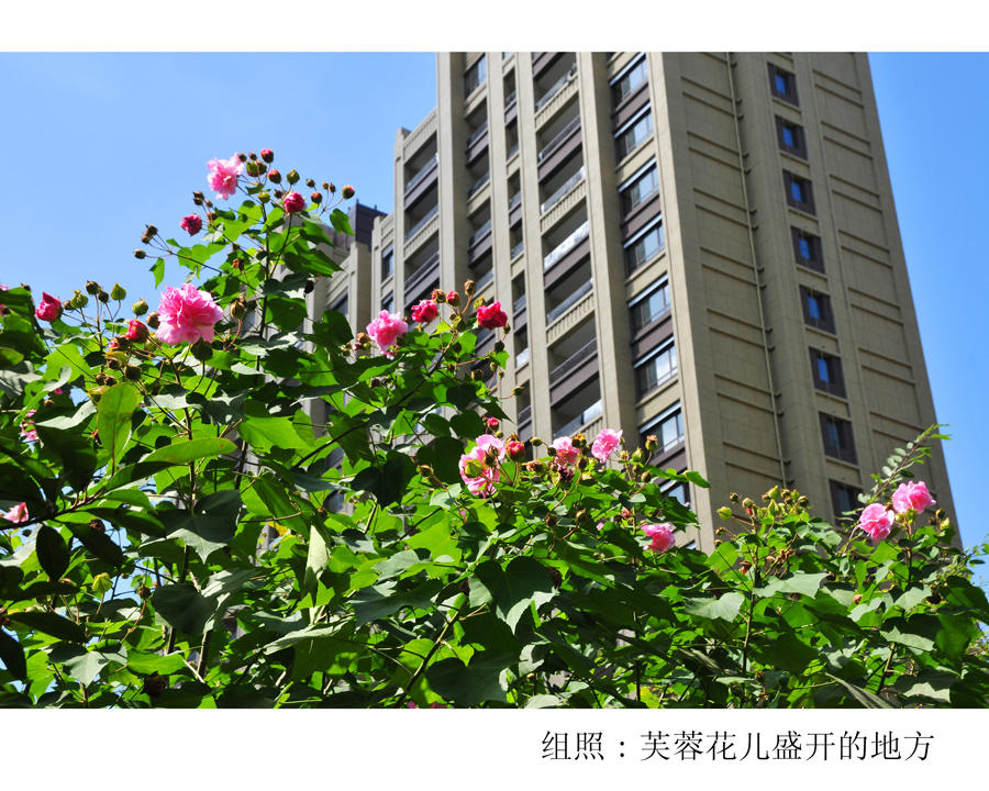 组照芙蓉花儿盛开的地方 (4).jpg