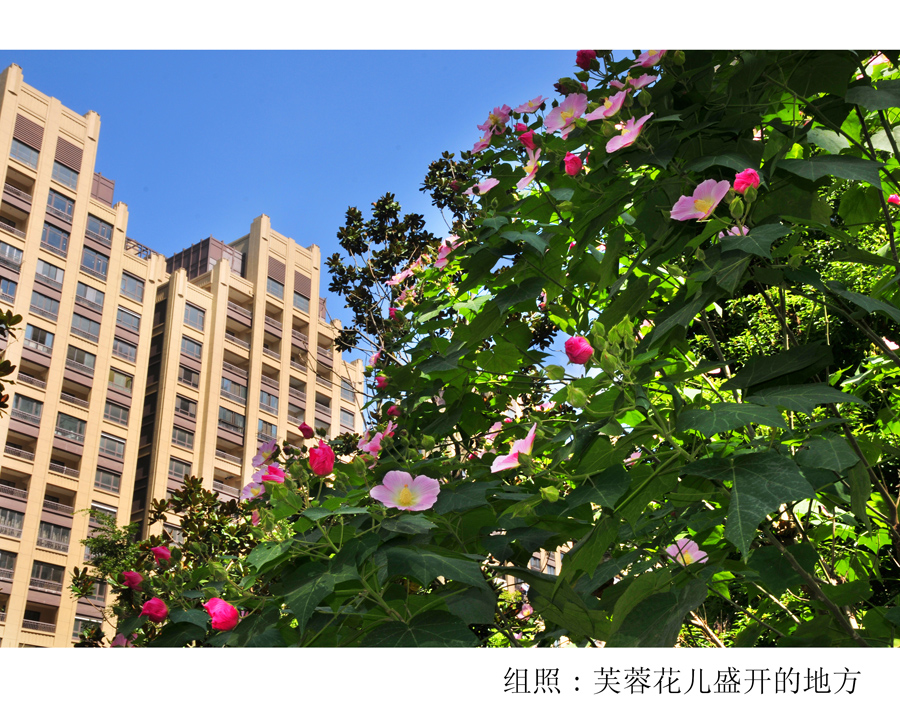 组照芙蓉花儿盛开的地方 (6).jpg