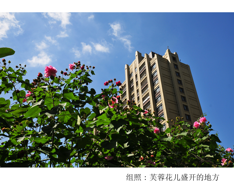 组照芙蓉花儿盛开的地方 (7).jpg