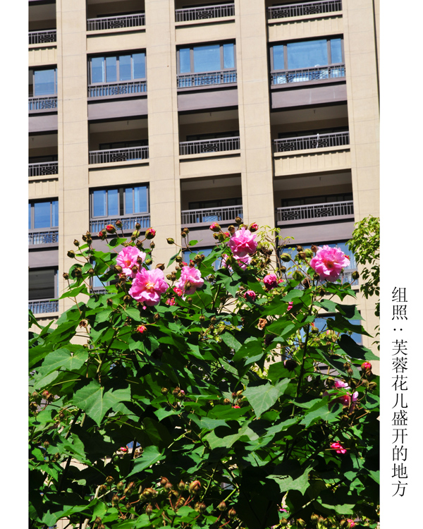 组照芙蓉花儿盛开的地方 (8).jpg