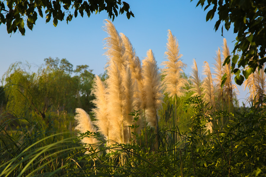秋天奏鸣曲 (2).jpg