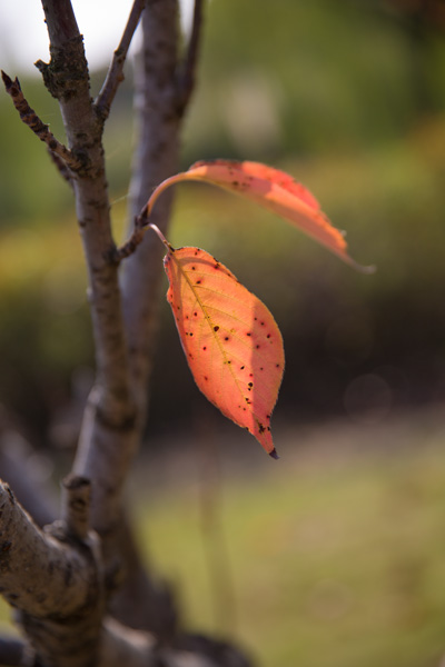 一生相伴 (2).jpg