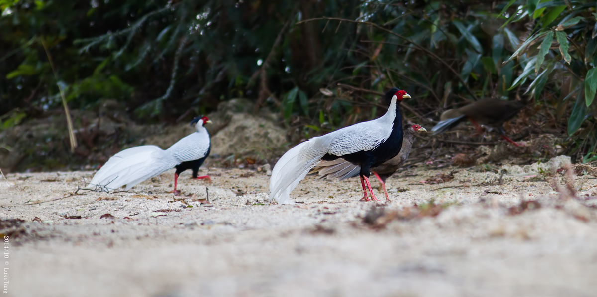 白鹇 Silver Pheasant.jpg