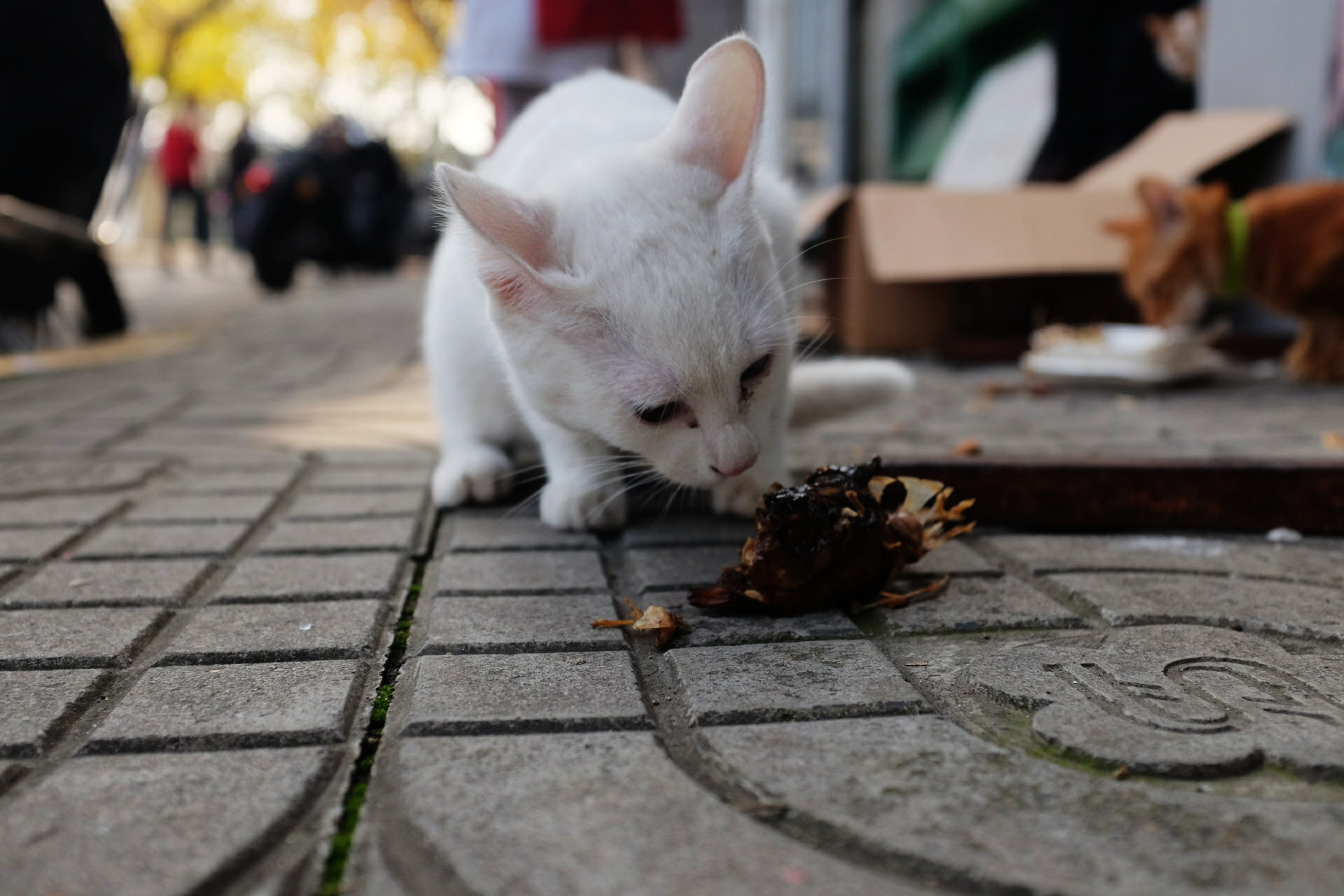 博物苑门口小巷的猫