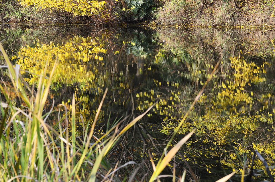 军山河畔风光好 南通小九寨沟秋色正浓 (2).jpg