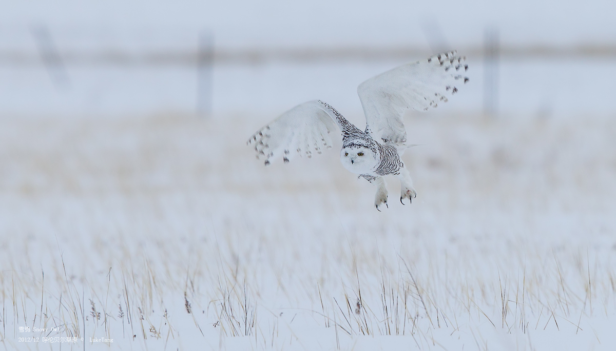 雪鸮 Snowy Owl-6.jpg