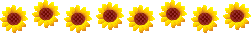 向日葵分割线.gif