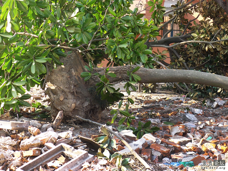 易家桥新村绿化改造中20余年树龄广玉兰任其干死令人费解 (2).jpg