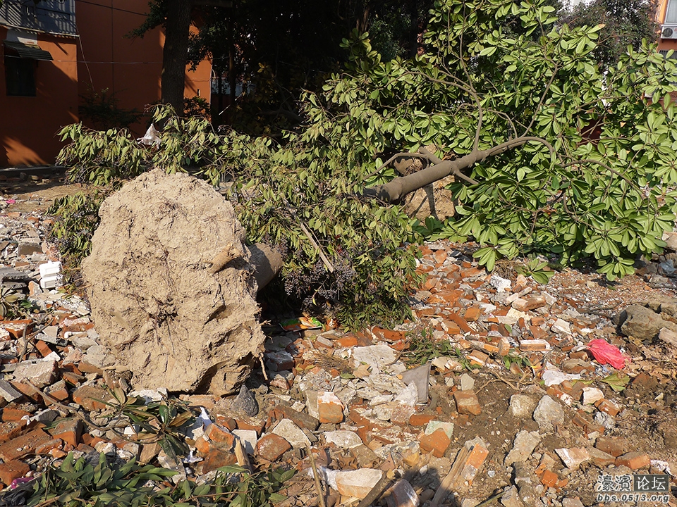 易家桥新村绿化改造中20余年树龄广玉兰任其干死令人费解 (3).jpg