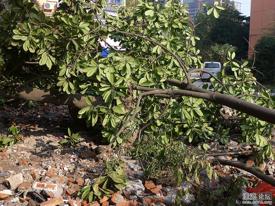 易家桥新村绿化改造中20余年树龄广玉兰任其干死令人费解 (4).jpg