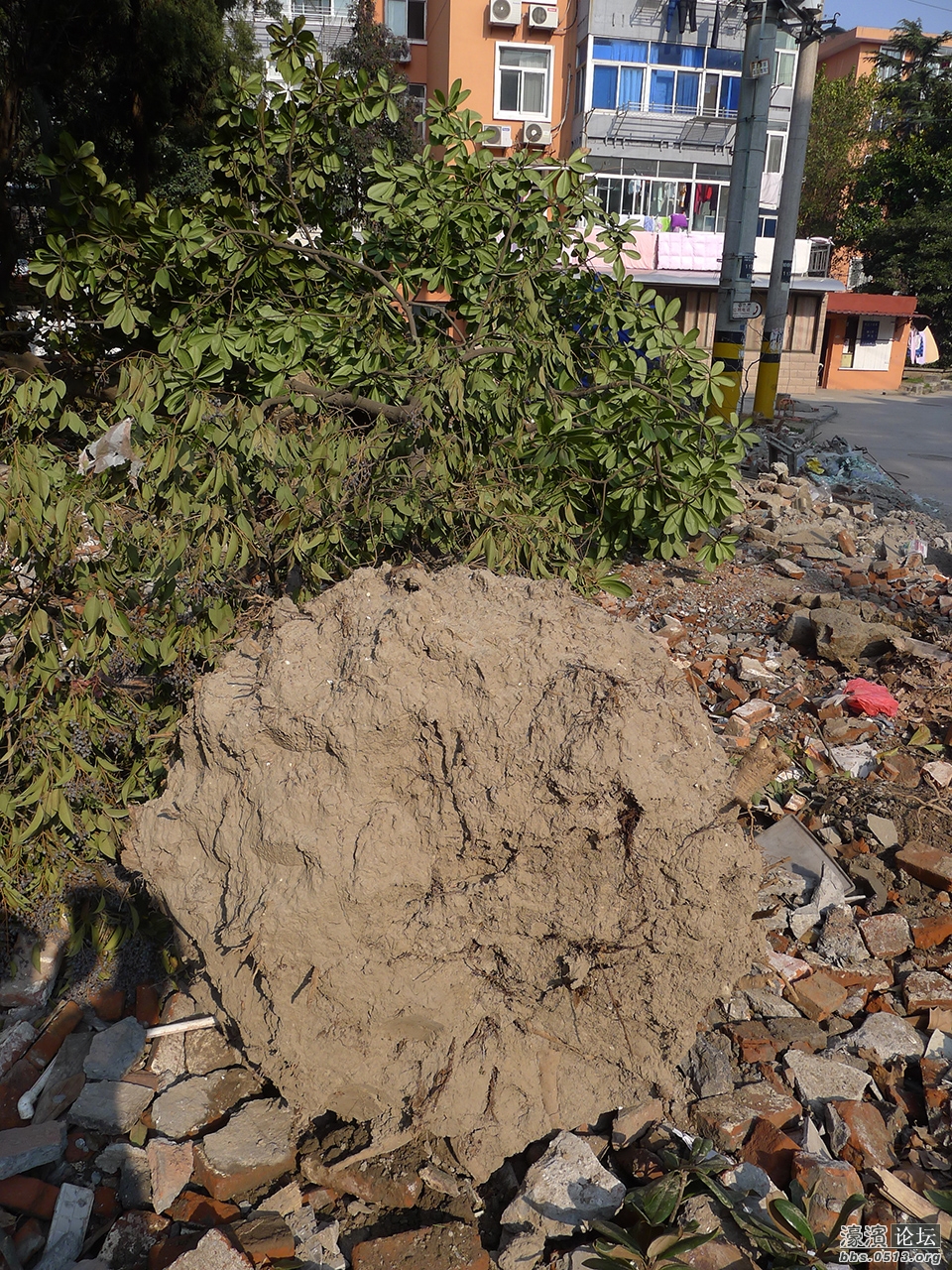 易家桥新村绿化改造中20余年树龄广玉兰任其干死令人费解 (5).jpg