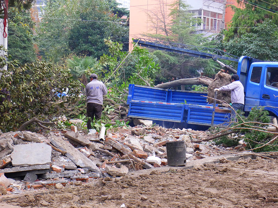 易家桥新村大树终于得到安置 (1).jpg