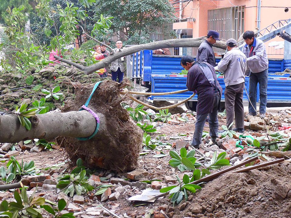 易家桥新村大树终于得到安置 (2).jpg