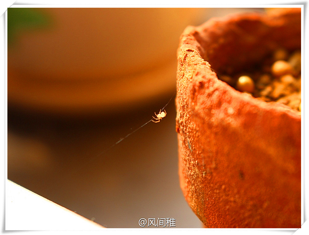 蜘蛛08.jpg