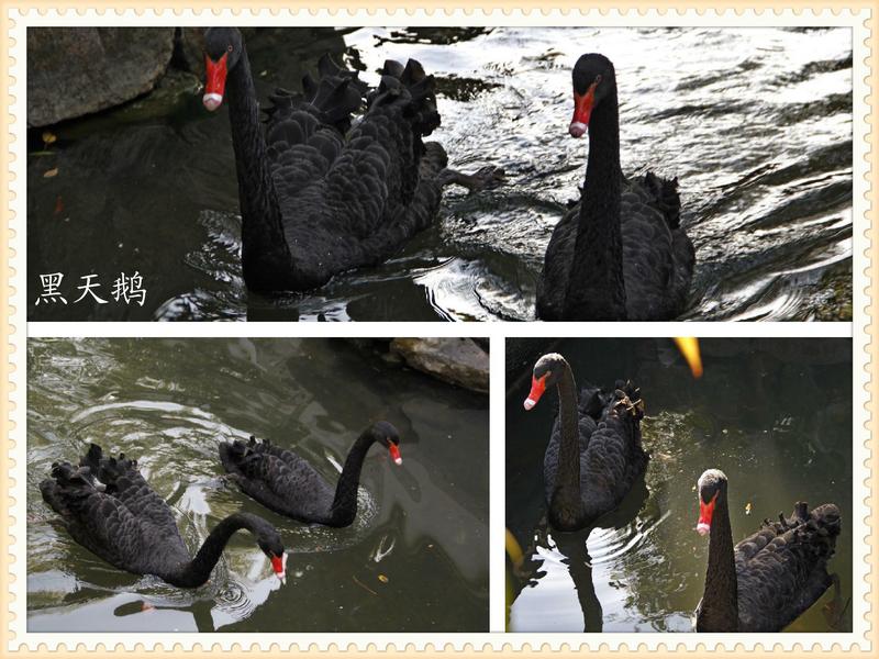 黑天鹅_MG_1610.jpg