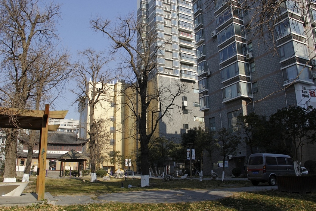 参天的千年银杏树