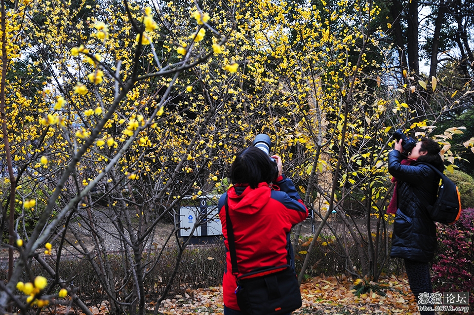 三九寒天 南通处处腊梅香.jpg