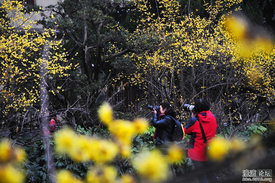 三九寒天 南通处处腊梅香 (1).jpg