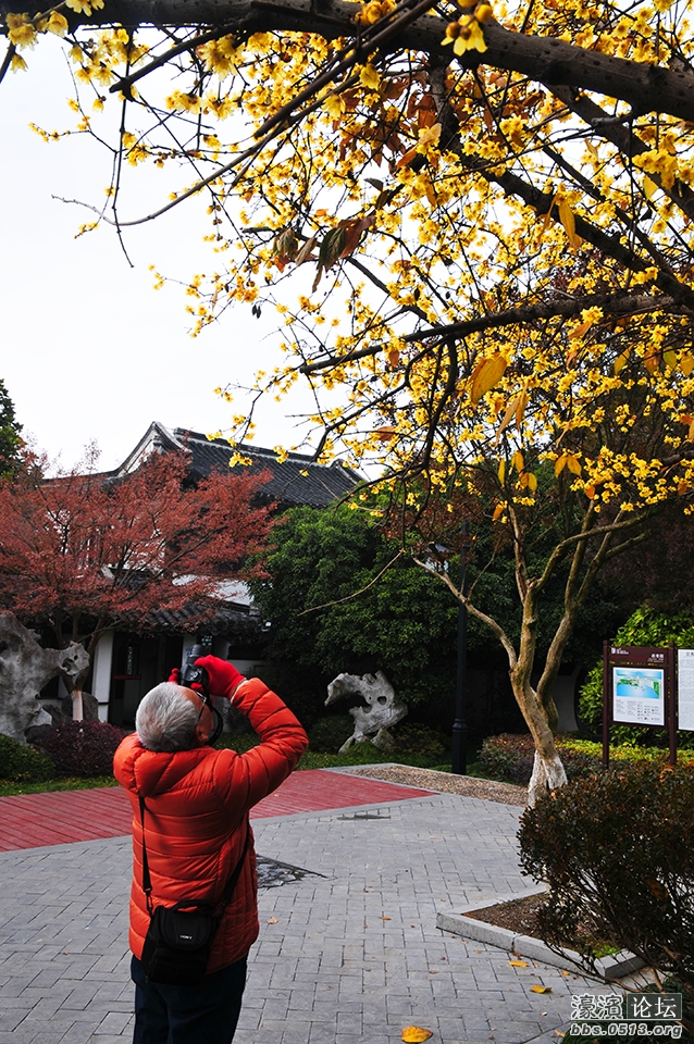 三九寒天 南通处处腊梅香 (3).jpg