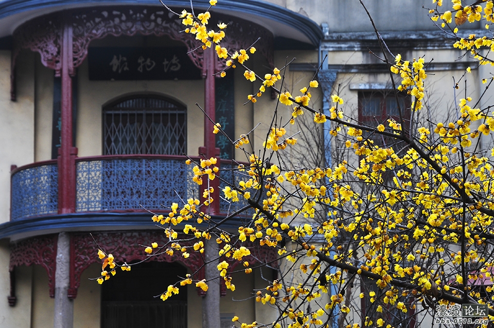 三九寒天 南通处处腊梅香 (4).jpg