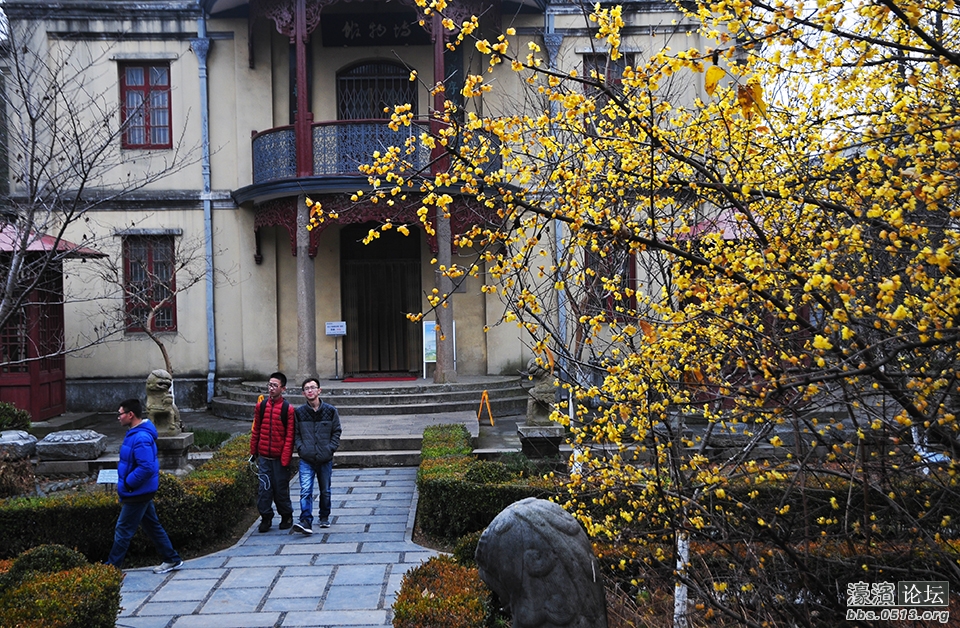 三九寒天 南通处处腊梅香 (5).jpg