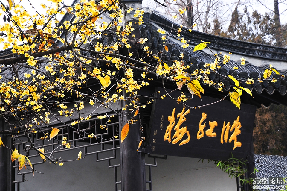 三九寒天 南通处处腊梅香 (6).jpg