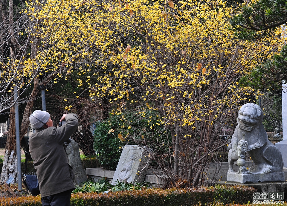 三九寒天 南通处处腊梅香 (7).jpg