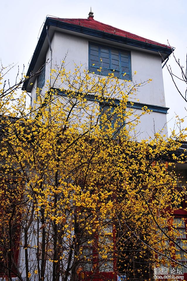 三九寒天 南通处处腊梅香 (8).jpg