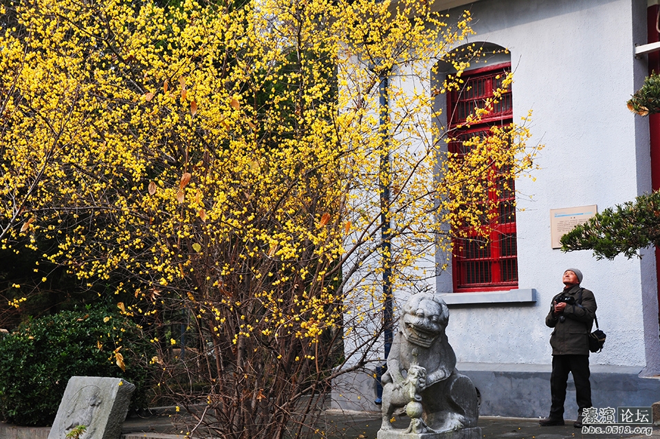 三九寒天 南通处处腊梅香 (9).jpg