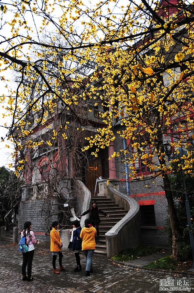 三九寒天 南通处处腊梅香 (10).jpg