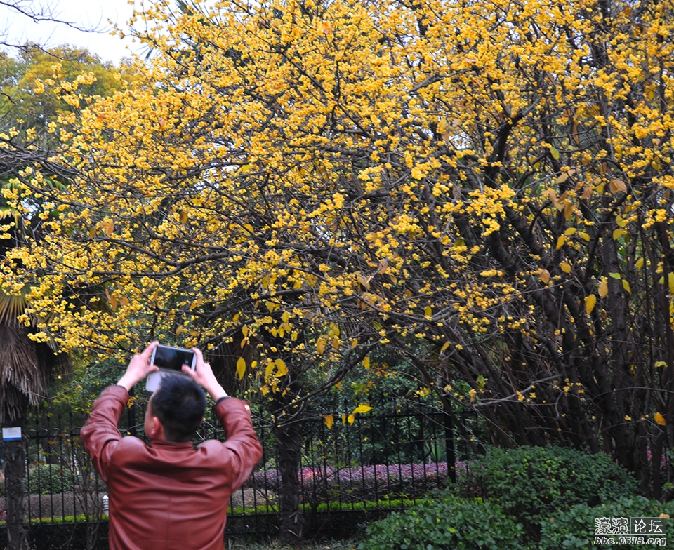 三九寒天 南通处处腊梅香 (11).jpg