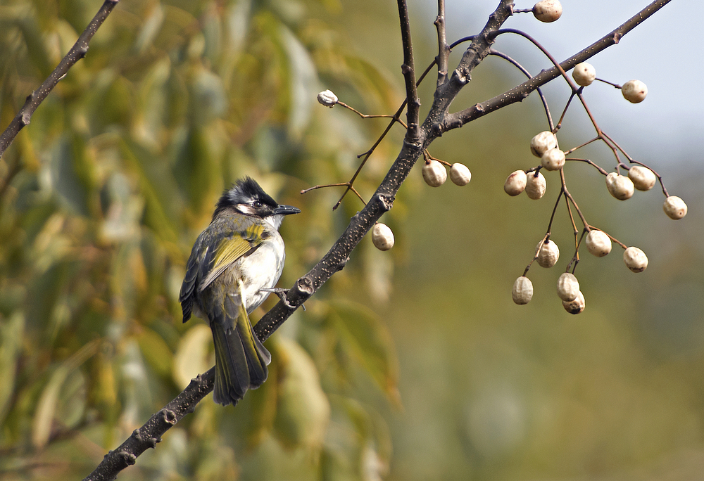白头鹎与楝树果.jpg