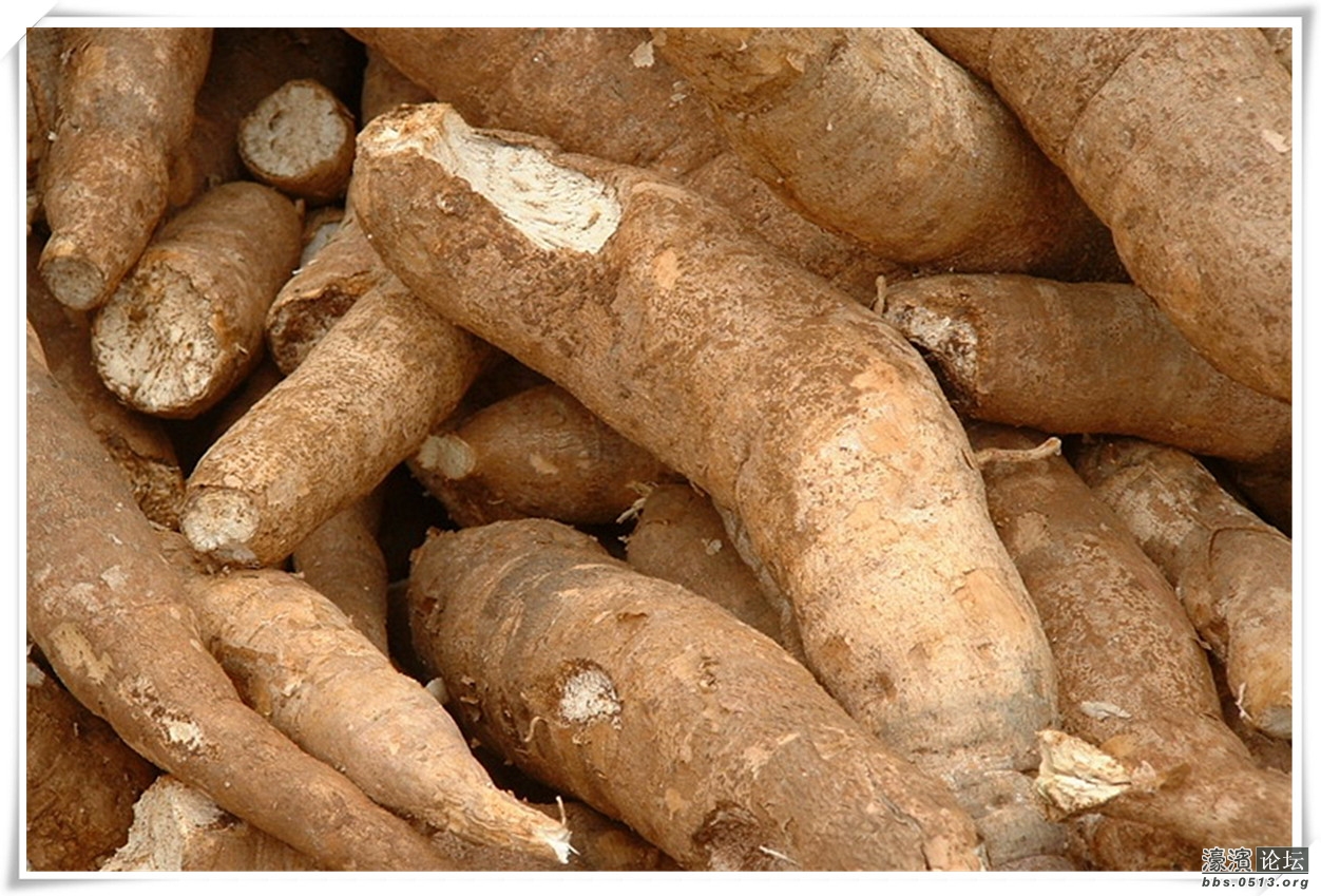 木薯.jpg