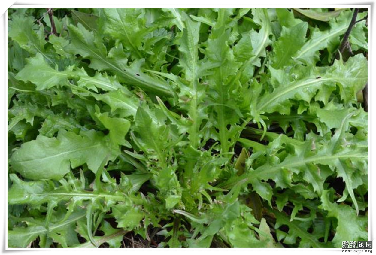 　荠菜.jpg