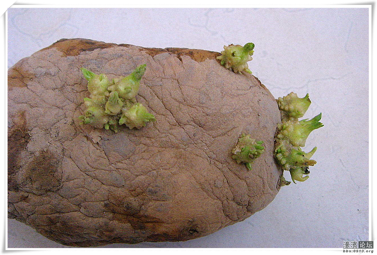 发芽马铃薯.jpg