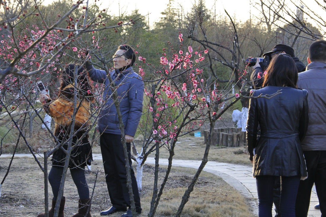 林间问梅留个影。