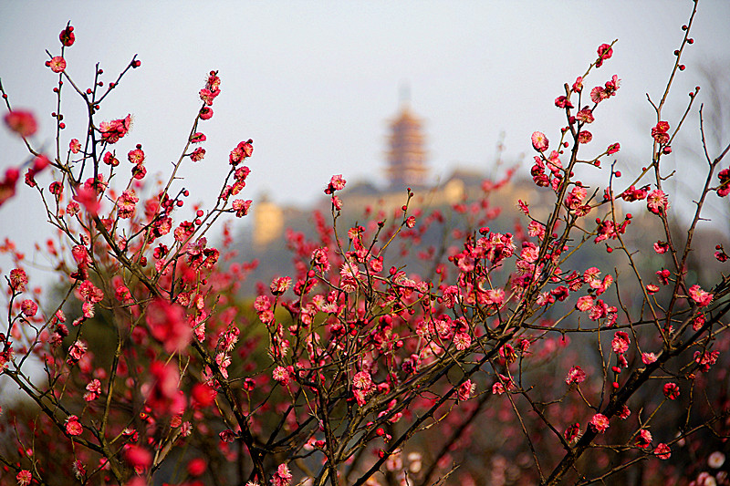 疏影横斜三千枝，暗香浮上紫琅巅。