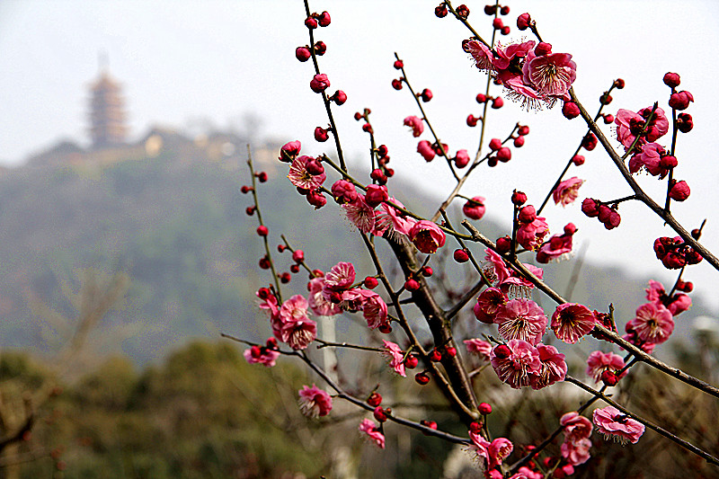 疏影横斜三千枝，暗香浮上紫琅巅。